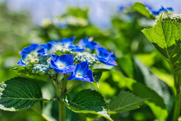 きれいな青色の紫陽花クローズアップ