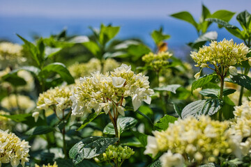 山頂に咲くきれいな白色の紫陽花