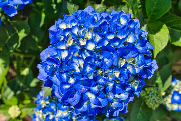 きれいな青色の紫陽花クローズアップ