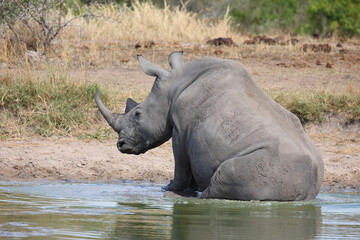 Fototapeta premium Breitmaulnashorn / Square-lipped rhinoceros / Ceratotherium simum