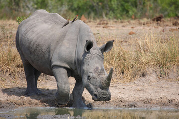 Breitmaulnashorn und Rotschnabel-Madenhacker / Square-lipped rhinoceros and Red-billed oxpecker /...