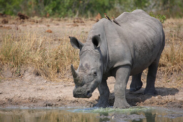 Breitmaulnashorn und Rotschnabel-Madenhacker / Square-lipped rhinoceros and Red-billed oxpecker /...