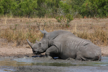 Fototapeta premium Breitmaulnashorn / Square-lipped rhinoceros / Ceratotherium simum