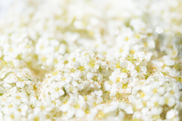 background of small white flowers	