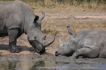Fototapeta premium Breitmaulnashorn / Square-lipped rhinoceros / Ceratotherium simum