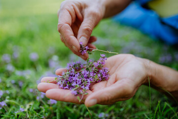 Close-up of woman collecting wild thyme flowers outdoors, natural medicine concept. - obrazy, fototapety, plakaty