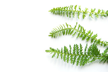 green leaves isolated on white background	