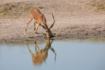 Schwarzfersenantilope / Impala / Aepyceros melampus