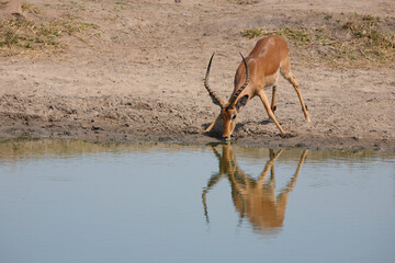 Schwarzfersenantilope / Impala / Aepyceros melampus
