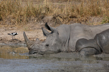 Fototapeta premium Breitmaulnashorn und Waffenkiebitz / Square-lipped rhinoceros and Blacksmith lapwing or Blacksmith plover / Ceratotherium simum et Vanellus armatus