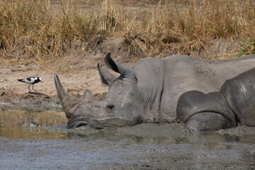 Breitmaulnashorn und Waffenkiebitz / Square-lipped rhinoceros and Blacksmith lapwing or Blacksmith...