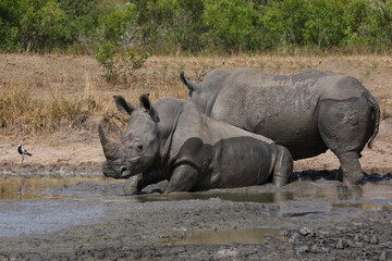 Breitmaulnashorn und Waffenkiebitz / Square-lipped rhinoceros and Blacksmith lapwing or Blacksmith...