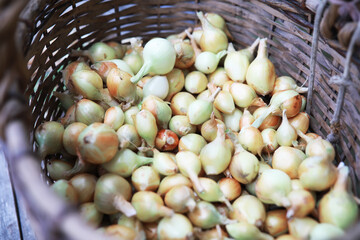 Harvest of onions. An elderly man farmer prepares vegetables for storage.