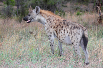 Tüpfelhyäne / Spotted hyaena / Crocuta crocuta