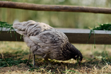 A gray hen pecking at fresh organic feed from a farm feeder while standing on green grass in the nature