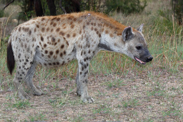 Tüpfelhyäne / Spotted hyaena / Crocuta crocuta