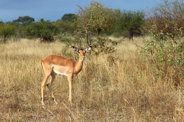 Schwarzfersenantilope / Impala / Aepyceros melampus..