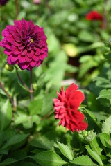 The dahlia (Dahlia), is a genus of flowering plants in the sunflower family (Asteraceae)