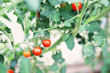 Fresh farm cherry tomatoes on the branches are harvested by the farmer.