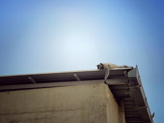 monkey sleeping on a roof top 