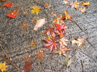紅葉