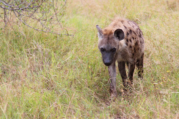 Tüpfelhyäne / Spotted hyaena / Crocuta crocuta..