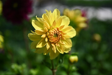 Yellow dahlia