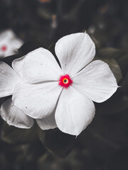 white flower on the water