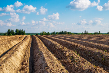 Potato field in early spring after planting with furrows going to the horizon
