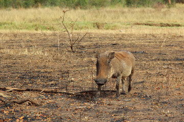 Warzenschwein / Warthog / Phacochoerus africanus
