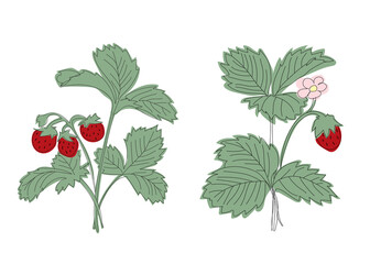 Set two bushes line illustration strawberry bush with berries and flowering