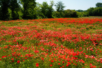 Fototapeta na wymiar Field of poppies near Galliate, Novara