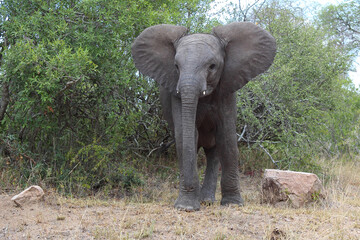Fototapeta premium Afrikanischer Elefant / African elephant / Loxodonta africana