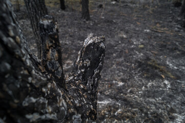 A charred tree after a wildfire. Damage to trees in the forest from the fire. Burnt forest. Selective focus