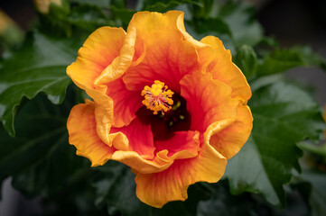 Hibiscus Apollo 4, a hybrid orange and red flowered tropical hibiscus plant