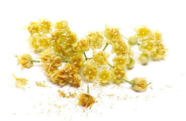 Fresh linden flowers, pollen isolated on white  