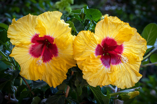 Hibiscus Boreas Yellow, a yellow hibiscus flower with red throat. The flowers are very large and long lasting