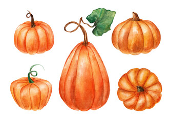 hand drawn watercolor illustration of pumpkins isolated on white background