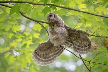 Barred owl owlet hanging onto a branch against green background in the forest in Canada