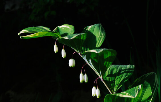 ぶら下がる花 Images Browse 3 Stock Photos Vectors And Video Adobe Stock