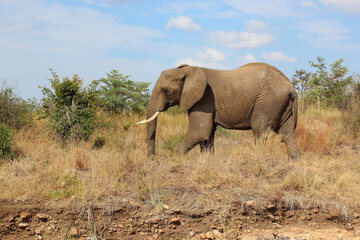 Obraz premium Afrikanischer Elefant / African elephant / Loxodonta africana