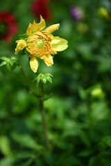 Yellow Dahlia flowers close-up overhead photo.  Dicotyledonous plants. Beautiful yellow dahlia flower.
