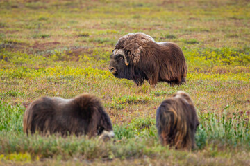 Group of Musk Oxen (Ovibos moschatos) on the tundra of the North Slope in Alaska in autumn 