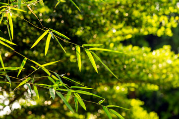 Bamboo green leaves, shallow focus, after raining for natural computer background and wallpaper