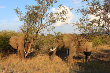 Naklejka premium Afrikanischer Elefant / African elephant / Loxodonta africana