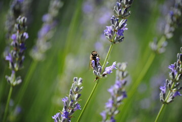 abeja en su habitat natural
