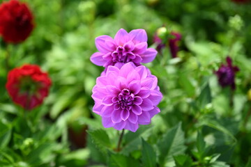 Pink Dahlia flowers close-up overhead photo.  Dicotyledonous plants. Beautiful red dahlia flower.