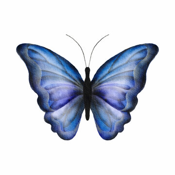 Watercolor hand drawn blue butterfly isolated on white background.