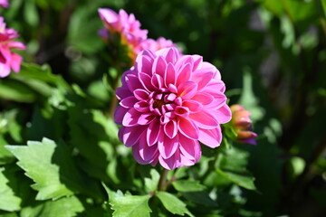 Pink Dahlia flowers close-up overhead photo.  Dicotyledonous plants. Beautiful red dahlia flower.