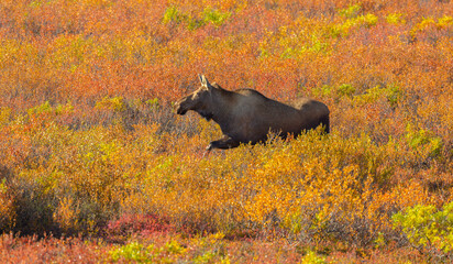 Moose cow in autumn vegetation